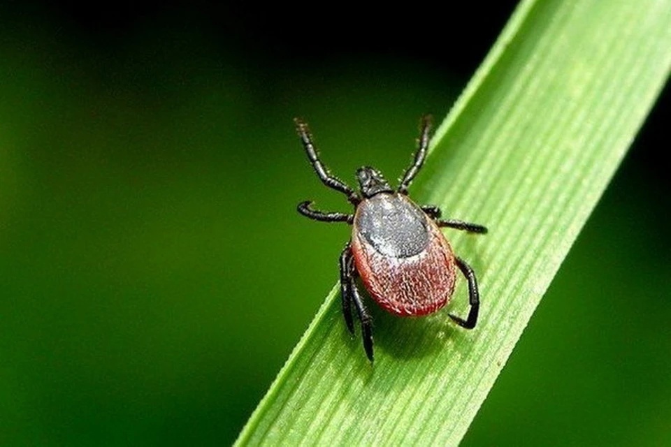 Как защитить собаку от клещей: обзор средств

С наступлением весны активизируются клещи — переносчики опасных заболеваний, таких как пироплазмоз. У меня три собаки, и я беспокоюсь о защите от клещей. Рассмотрим, как можно защитить питомца.

1. Клещи и их опасность: Иксодовые клещи🫣, родственники пауков, живут до четырех лет и поражают собак, перенося болезни. Основная угроза — пироплазмоз, который приводит к разрушению гемоглобина и токсическому отравлению организма.

2. Прививки от клещей: Существуют вакцины💉, но они не гарантируют полную защиту. Основные препараты в России: 
   - *Pirodog* — один антиген, эффективность низкая.
   - *Nobivac Piro* — два антигена, иммунитет около года.

Важно❗: Даже вакцинированные собаки нуждаются в дополнительной защите.

3. Профилактика: Существует множество средств для защиты:
   - Капли на холку: *Фронтлайн Комбо*, *Inspector Quadrо*.
   - Таблетки: *Бравекто*, *Фронтлайн Нексгард*.
   - Ошейники: *Elanco Foresto*, *Больфо*.
   - Спреи: *Барс*, *Больфо*.

При использовании спреев важно носить перчатки и обрабатывать шерсть тщательно. Выбор средства зависит от индивидуальных особенностей собаки. Заботьтесь о своих питомцах и будьте ответственными владельцами!
И помните каждый хозяин решает сам, какая обработка подходит вашему питомцу, я поделилась своей точкой зрения.
Помните, иметь собаку — это значит не только наслаждаться её  любовью, но и нести за нее столь же абсолютную ответственность. Берегите себя и своих 🐕‍🦺.