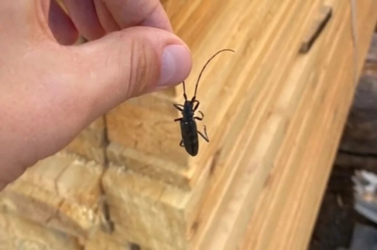    Опасного «убийцу леса» нашли в древесине для Китая в Хабаровском крае