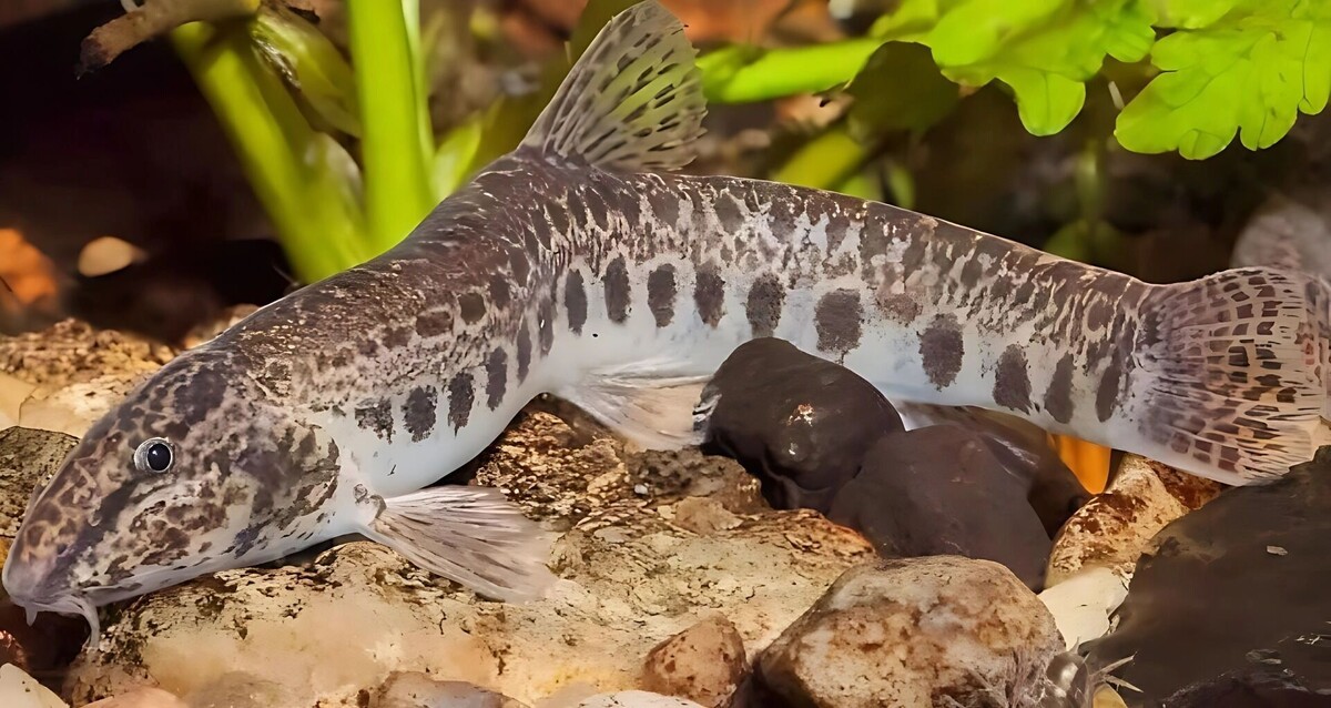     Источник: transsibinfo.com