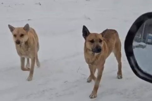    Фото: "Прецедент"