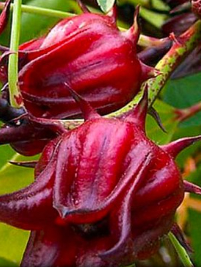 Лепестки суданской розы.