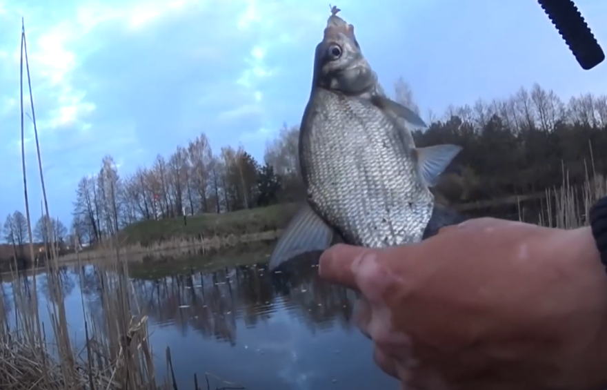 Подлещик пойманный на фидер в марте