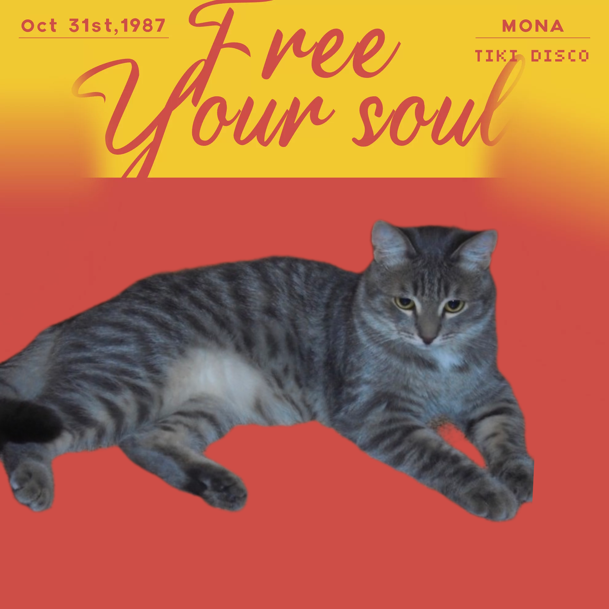 Героиню статьи представляет модный кот Сильвер 