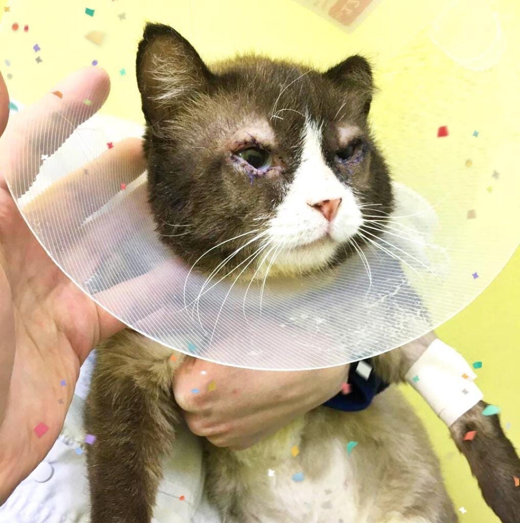 Котик после операции по блефаропластике век