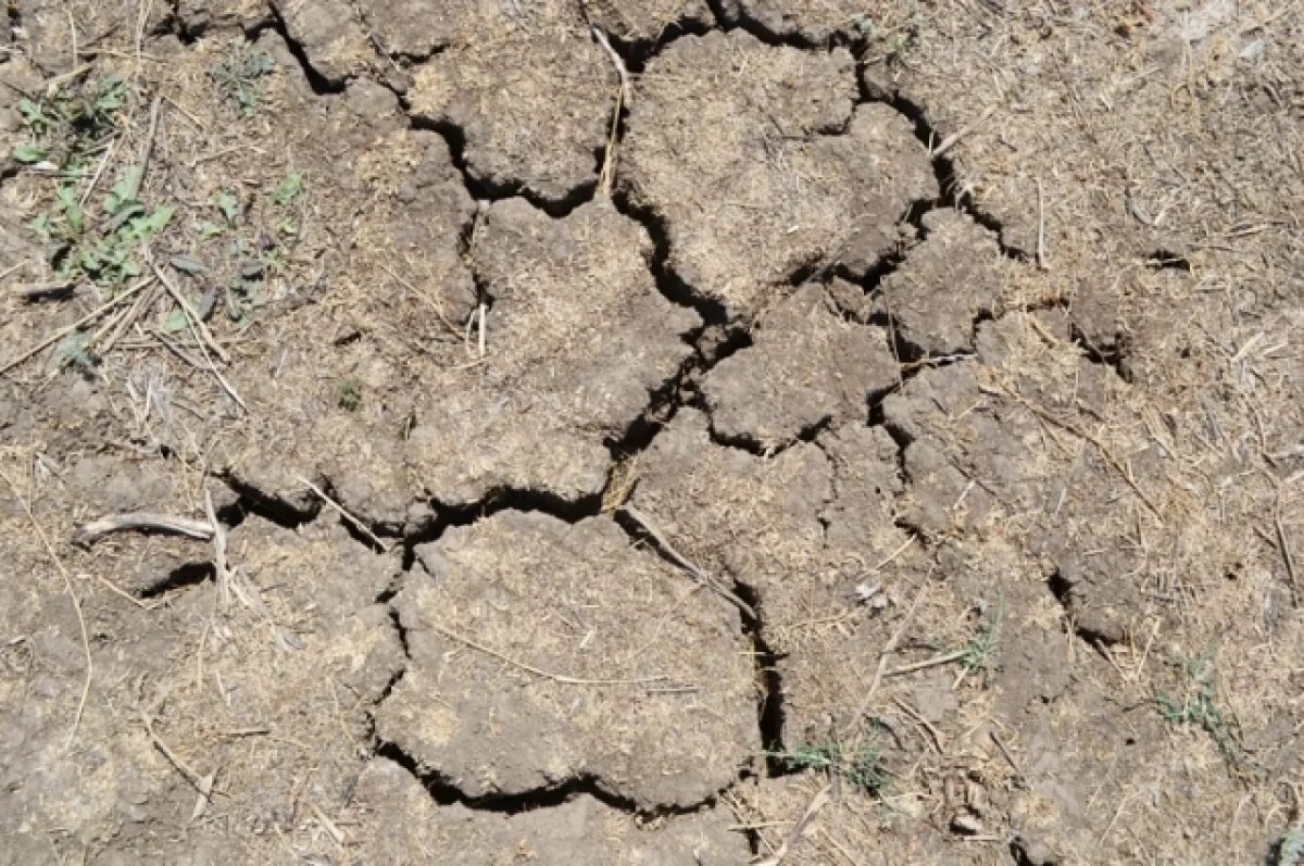    Засуху обещают жителям Новосибирской области летом 2025 года