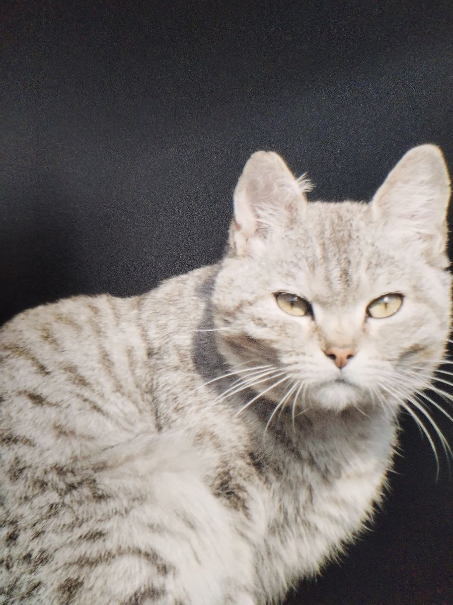 Вы что-то сказали? Кажется, про колбасу в вашем кармане?