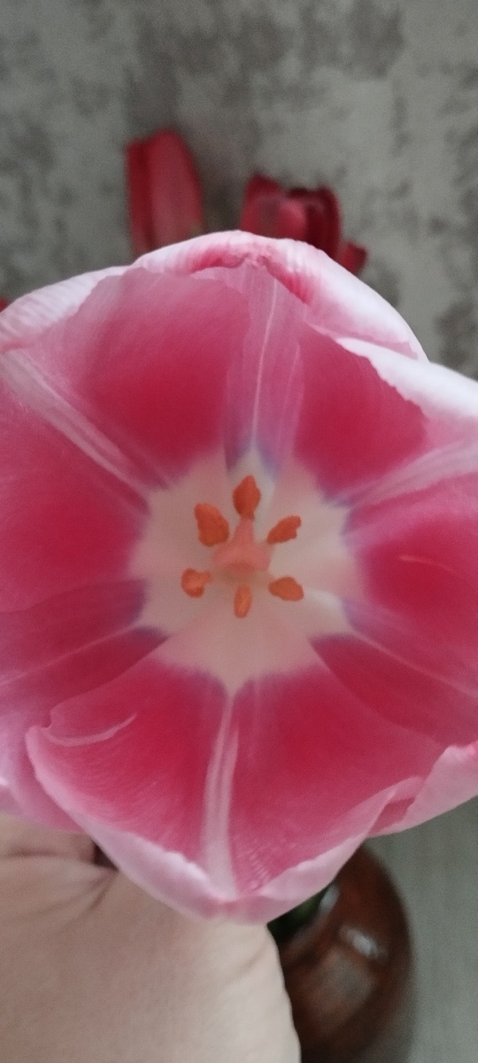 Прошлогодние тюльпаны