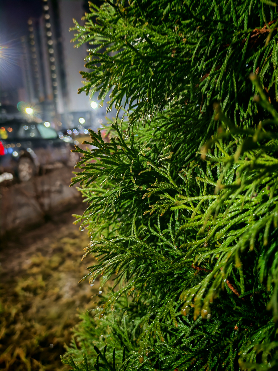 Фото не передаёт настоящей красоты, к сожалению, фотограф я не очень... Буду летом в отпуске, найду какое-нибудь обучение... 