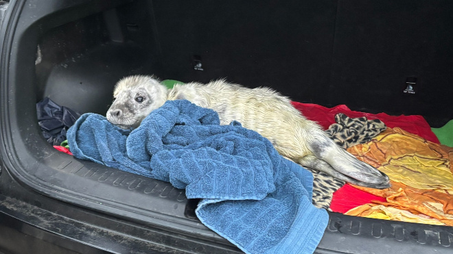 Фото: Фонд друзей балтийской нерпы