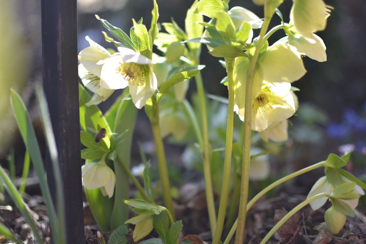 Морозники, галерея, листайте, 5 фотографий