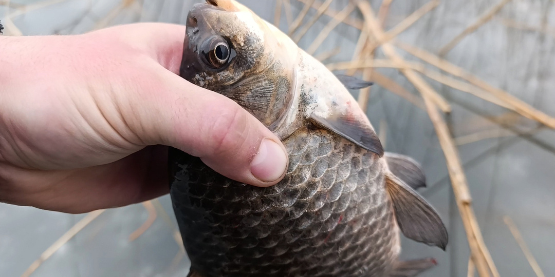 Рыбалка на карася ранней весной. Прям ранней-ранней... Здесь главное – найти! 😁