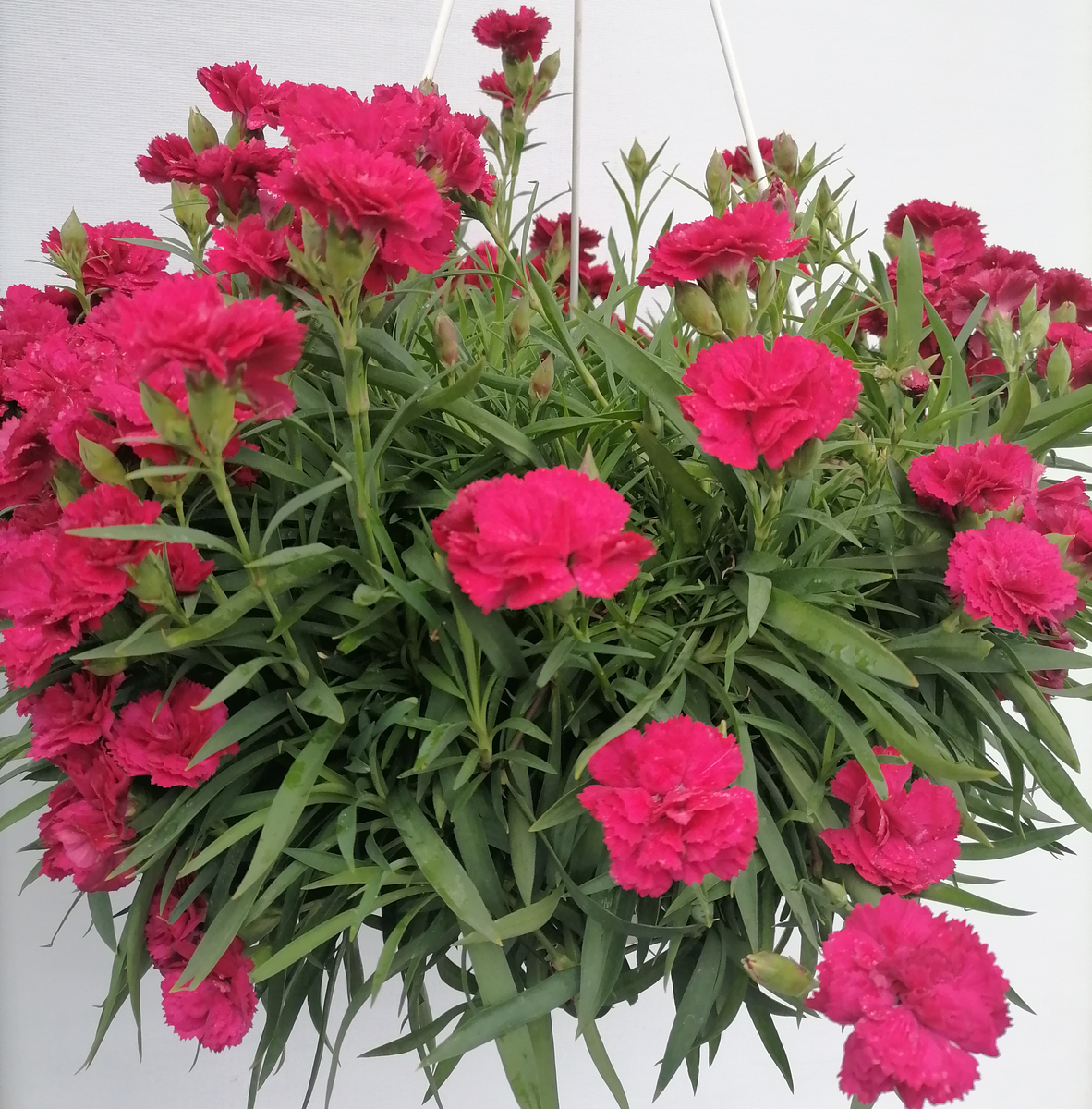 Ампеельная гвоздика из серии Санфлор