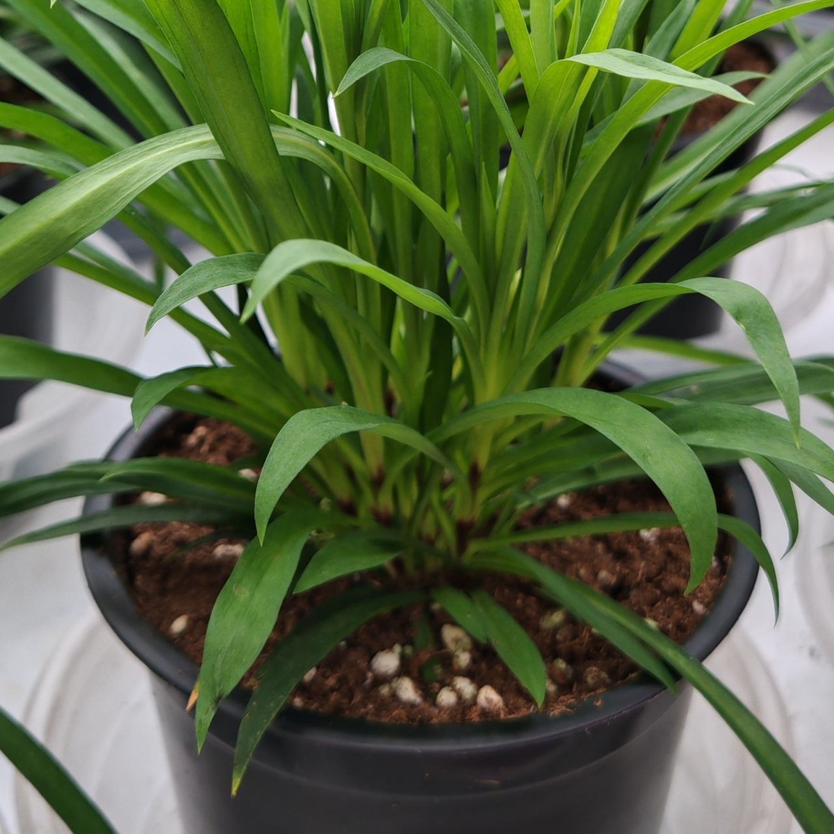 Перевалка в горшок объемом 1л