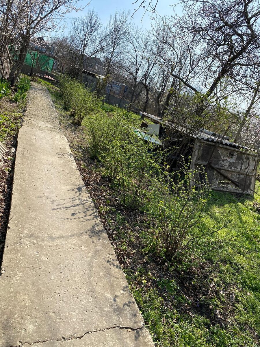 Общий вид на нашу"живую изгородь"