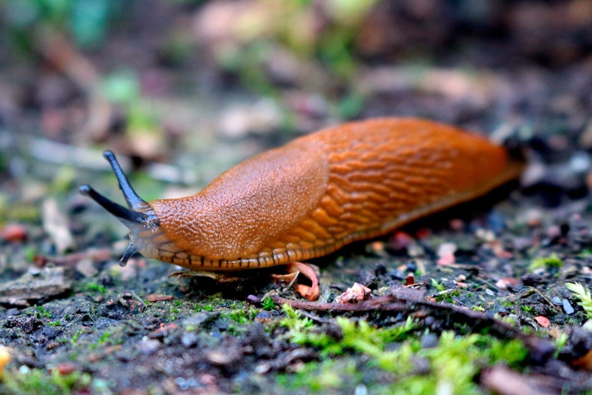    Фото: TLaura Dts / Shutterstock.com