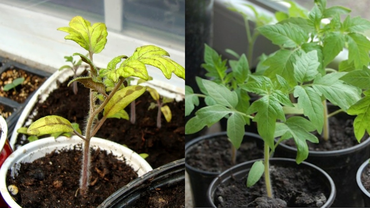 Слева - до подкормки, справа - через месяц после применения народного метода