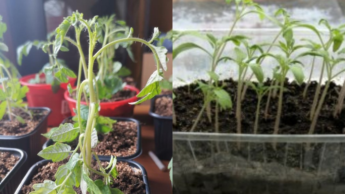 Самые частые проблемы рассады при передозировке химическими удобрениями