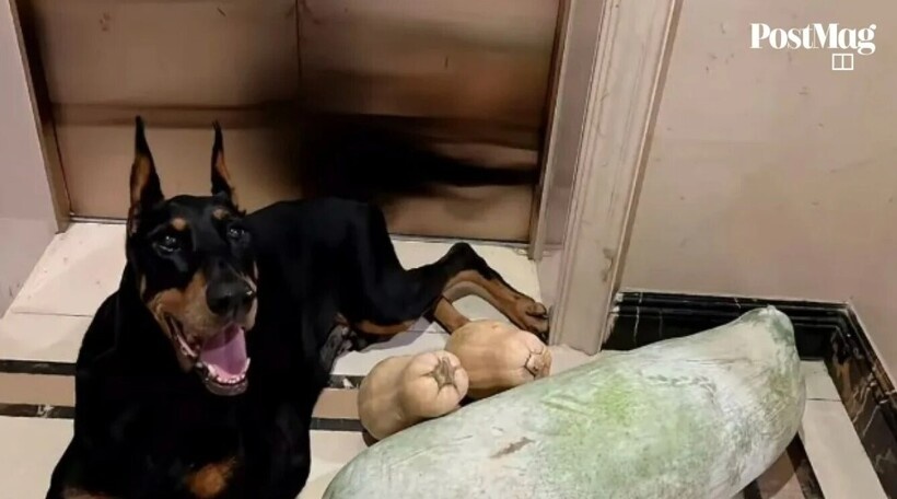    Жительница Китая клонировала свою собаку