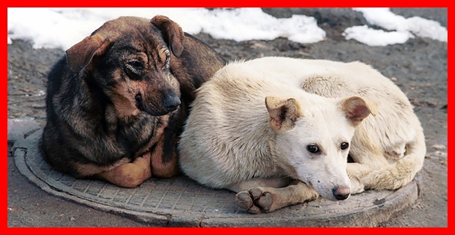 Бездомных животных много на улицах наших городов 