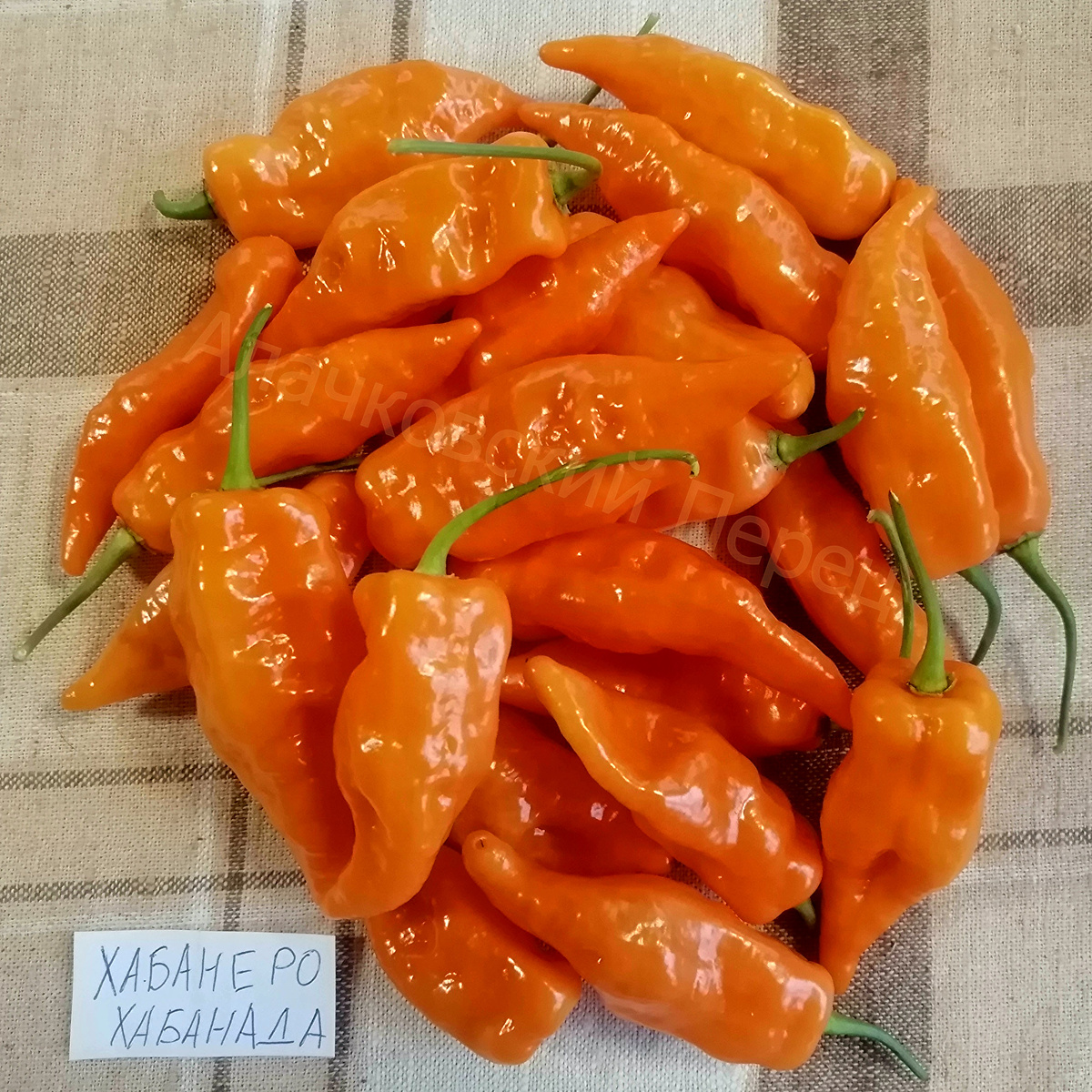 Хабанеро Хабанада