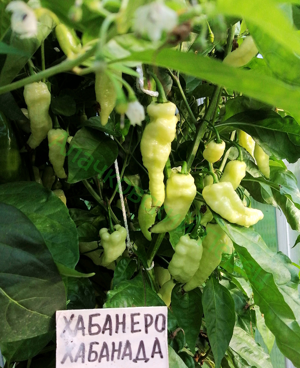 Хабанеро Хабанада