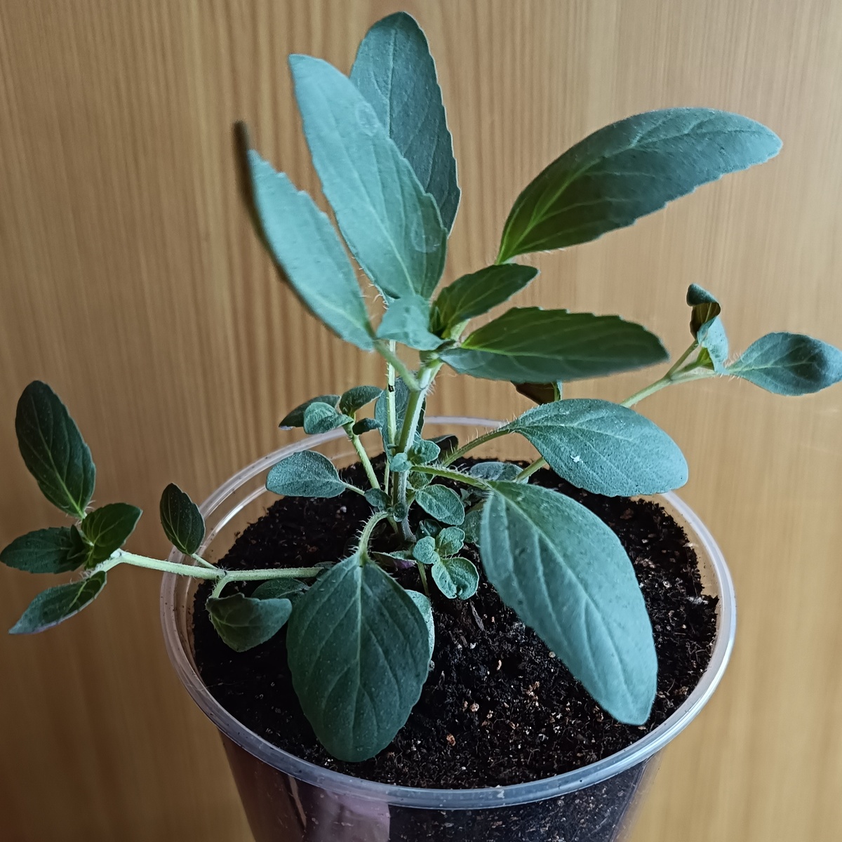 Фото автора. Монарда дудчатая. 