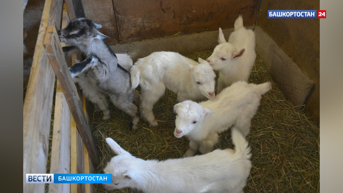    Редчайший случай: в Башкортостане у козы родились семеро козлят