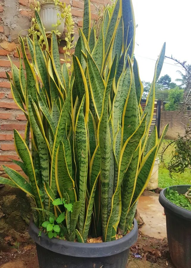 Цветок Dracaena trifasciata, она же сансевиерия (Sansevieria), она же «тещин язык», «щучий хвост» или "змеиный цветок" 