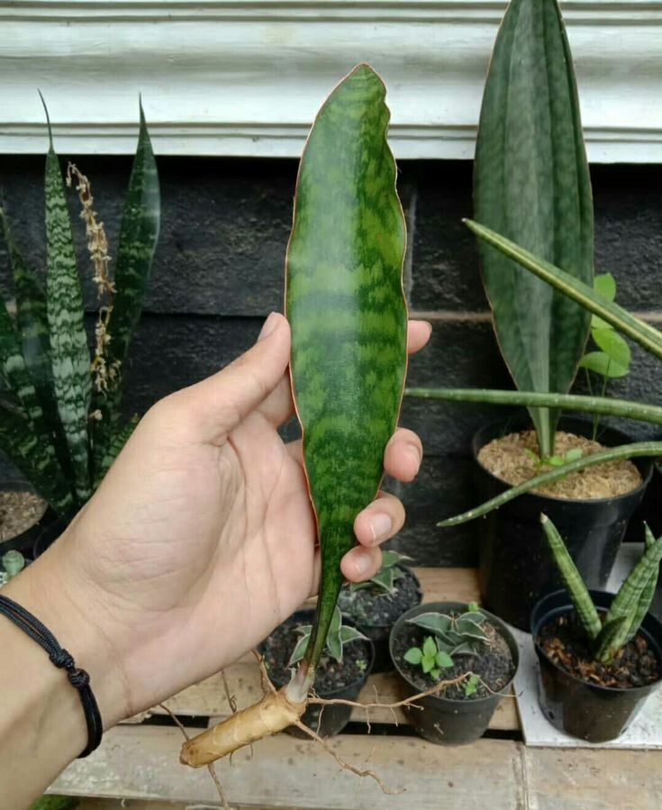 Sansevieria liberica. Фото: https://ru.pinterest.com/pin/997899229905484552/
