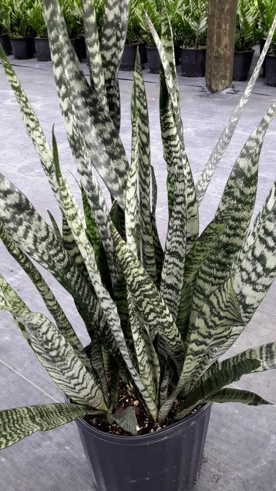 Sansevieria wintergreen. Фото:https://ru.pinterest.com/pin/295478425570966768/