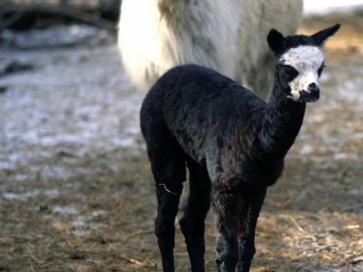     Фото Новосибирского зоопарка