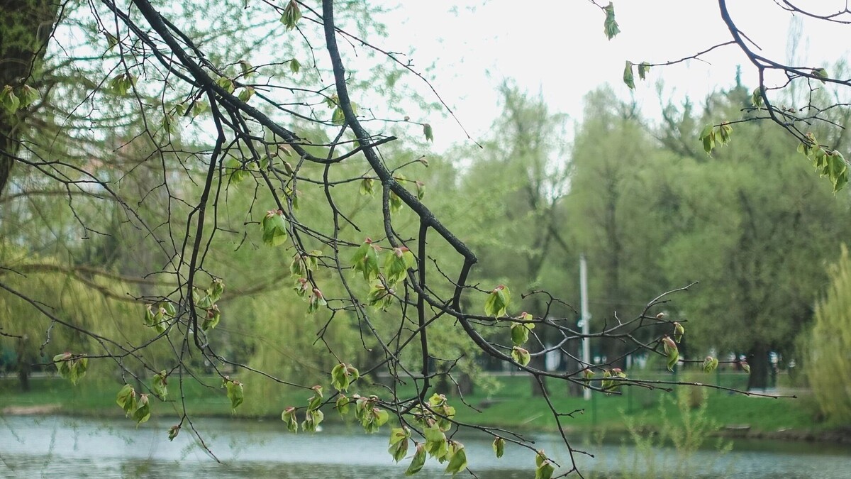     Источник: 1MI