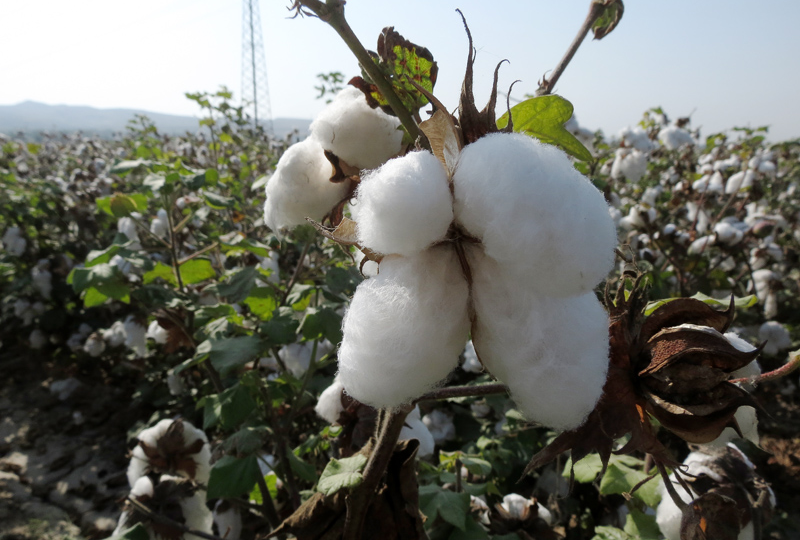 Хлопок - богатство и проклятие Средней Азии, или Самый ватный пост этого блога
