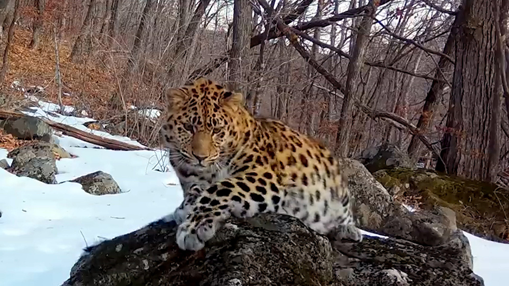    © АО "ТВ Центр"