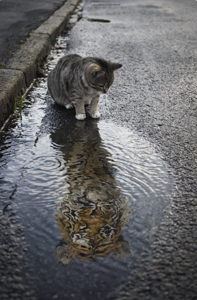 Пример генерации изображения - Кот смотрит в лужу на улице, но в отражении видит тигра. Источник: https://openai.com/index/introducing-4o-image-generation/