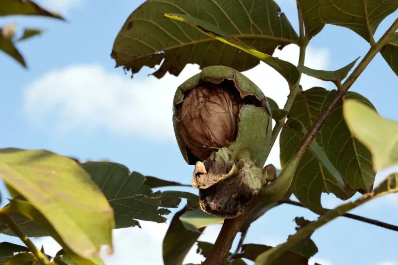  Урожай грецких орехов обычно собирают с сентября по октябрь   © РИА Новости. Сергей Аверин
