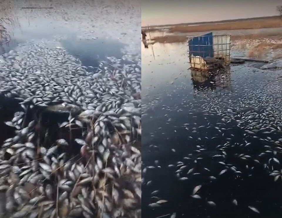    Мор рыбы в Славгороде. Источник: Александр Кабацкий / bankfax.ru