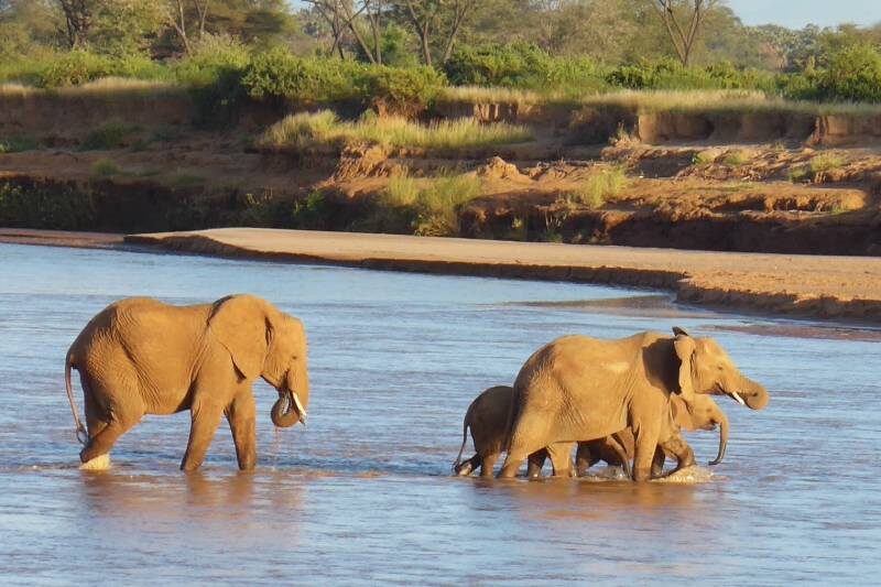 Слоны пересекают реку Эвасо Эвасо Нгиро, Самбуру, Кения. Источник: Fritz Vollrath