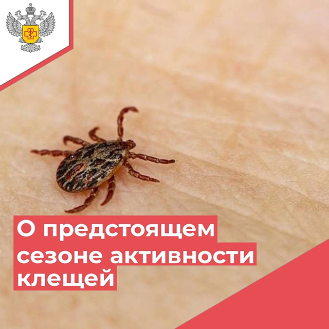 Клещи в Тверской области уже покусали семь человек, из них четверо – дети