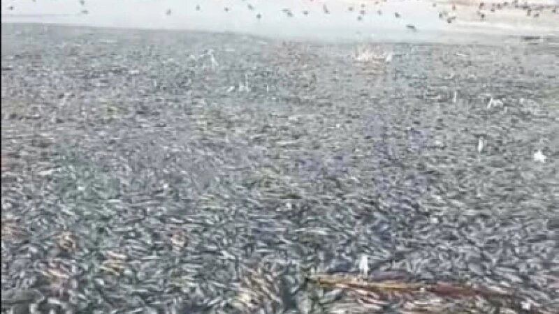     Мертвая рыба на озере Секачи «Инцидент Барнаул»