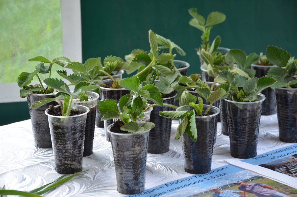 Фото: «Агрызские вести»