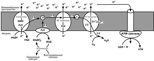 Митохондриальная дыхательная цепь