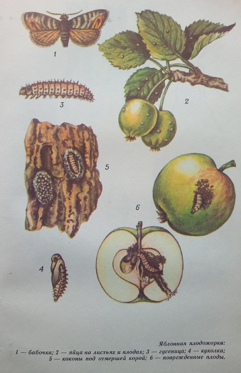 Изображение взято из книги.