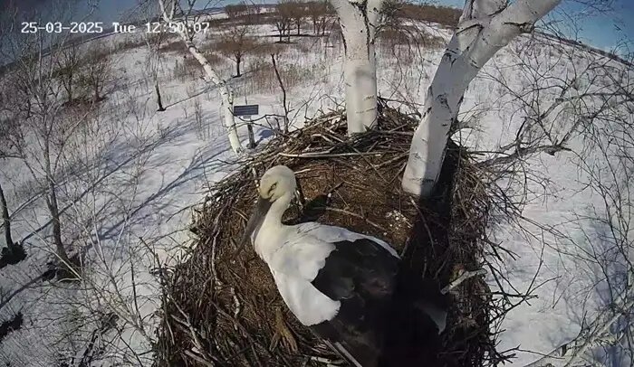     © Антон Сасин
