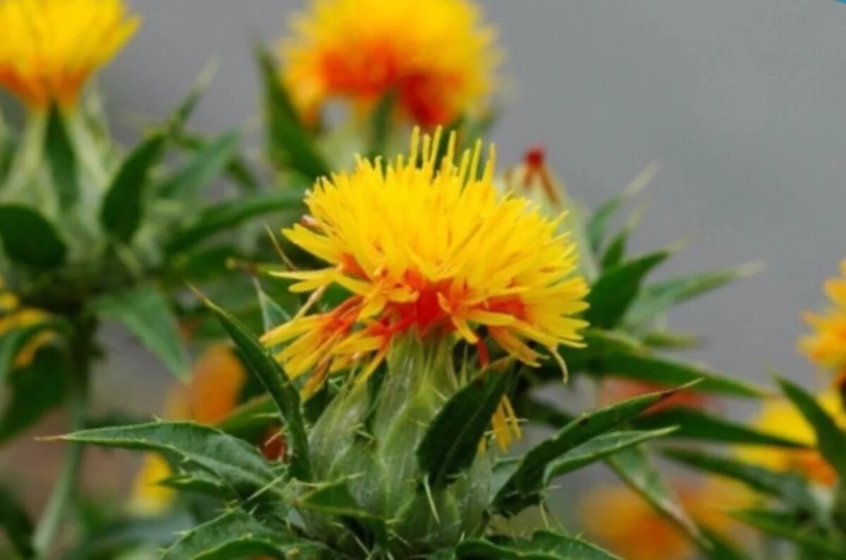    Волгоградских аграриев привлекает востребованный за границей сафлор