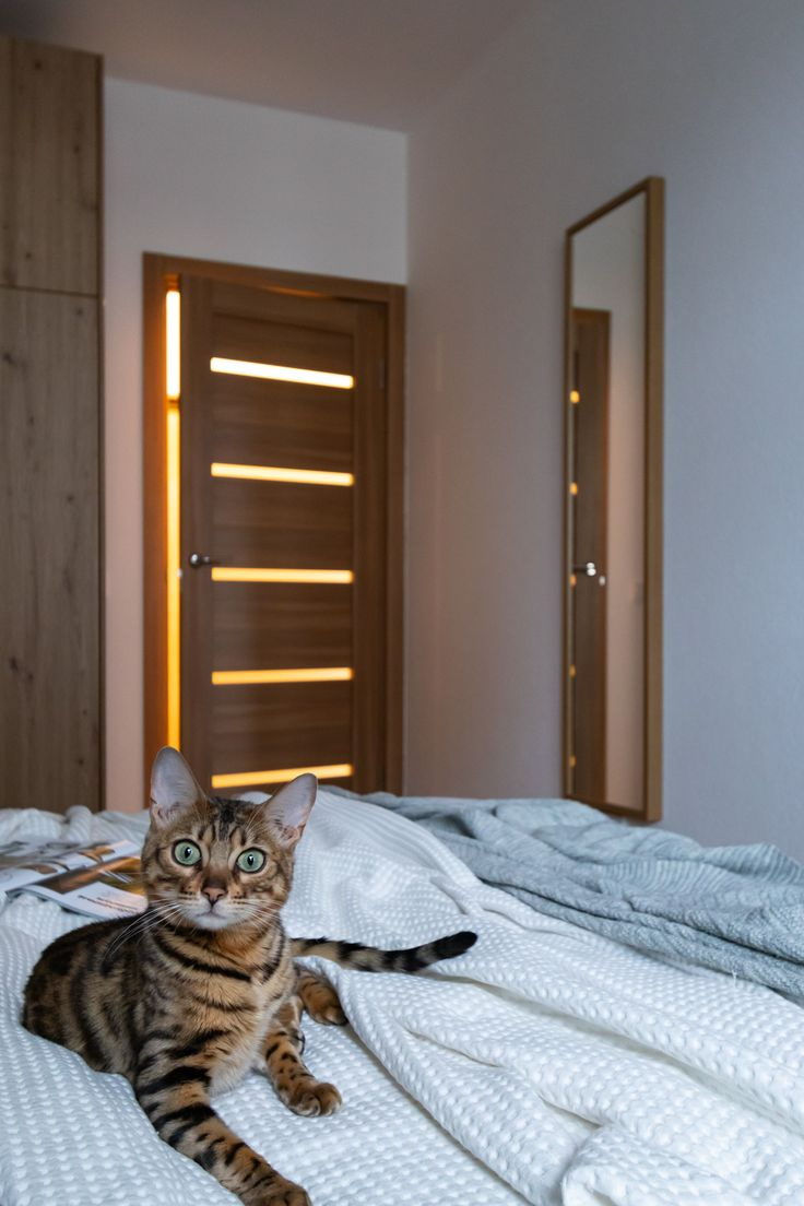 Ставь лайк этому котейке)