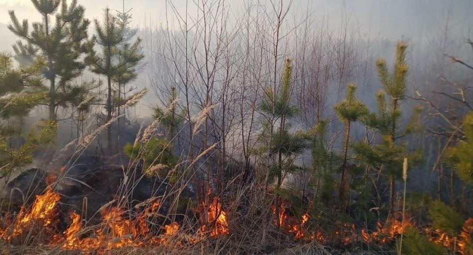    Комитет лесного хозяйства МО