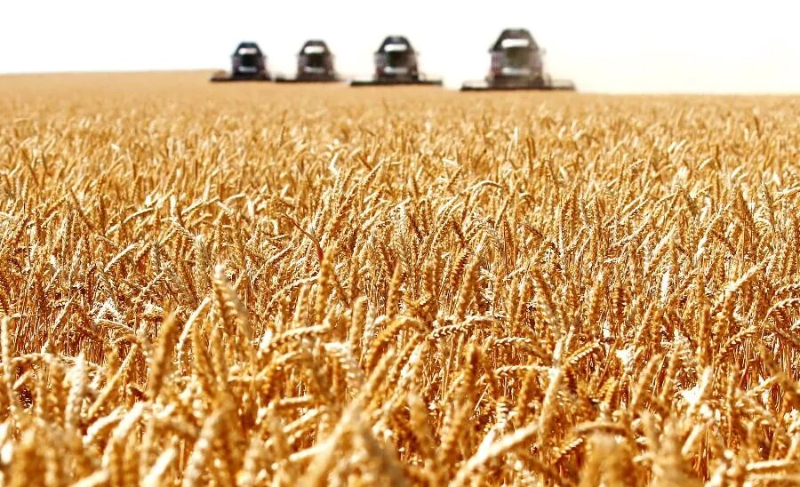 Всему начало — зерновая нива. Здесь формируется первое звено цепочки «поле — прилавок». Компания выращивает зерно, перерабатывает его на комбикорм, получает молоко и мясо, производит из них продовольственные товары и продает их./ФОТО Валерия МАТЫЦИНА/ТАСС