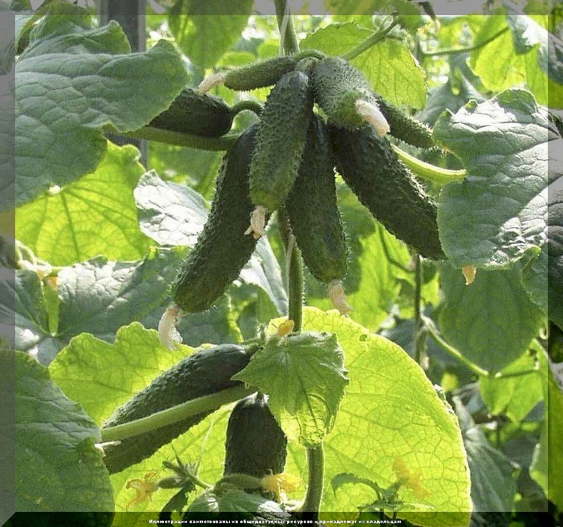 https://vk.com/photo-159774511_457270528. Огурец "Амур F1"