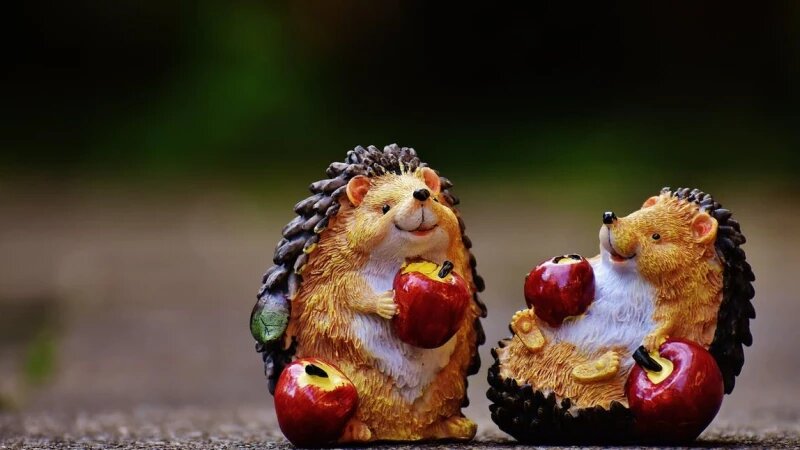     Ежи и яблоки. СС0